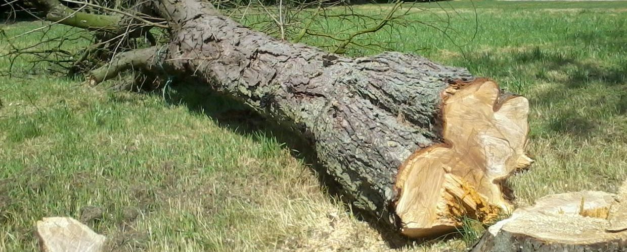 Bomen snoeien en kappen